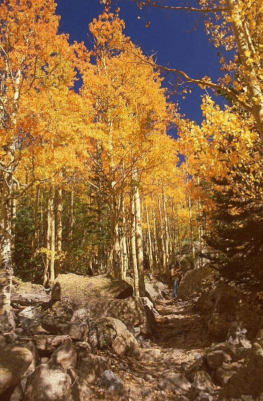 1980-09 Rocky Mtn NP 011 Flat Top Mtn Tr Aspens.jpg